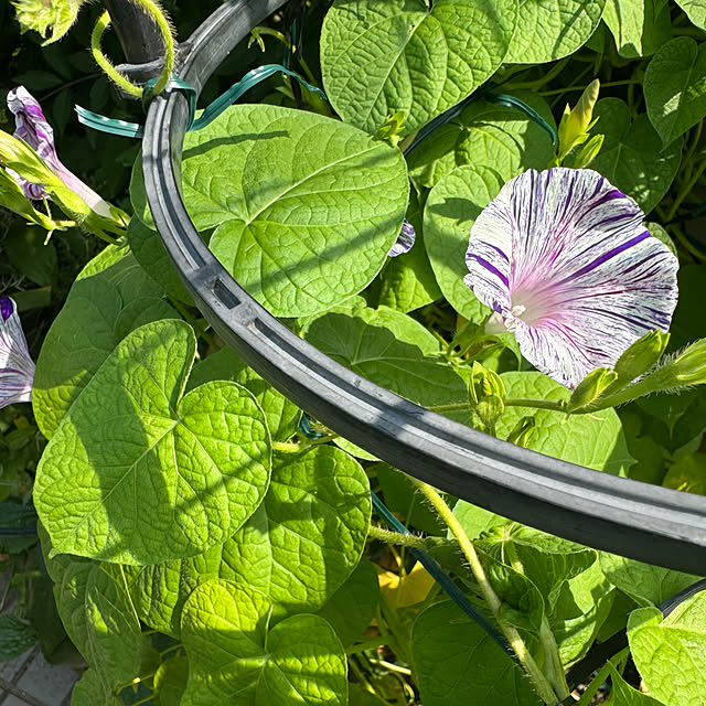 mamizaさんの実例写真