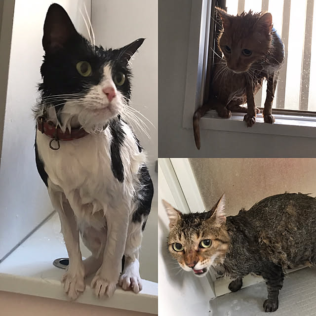 実例写真