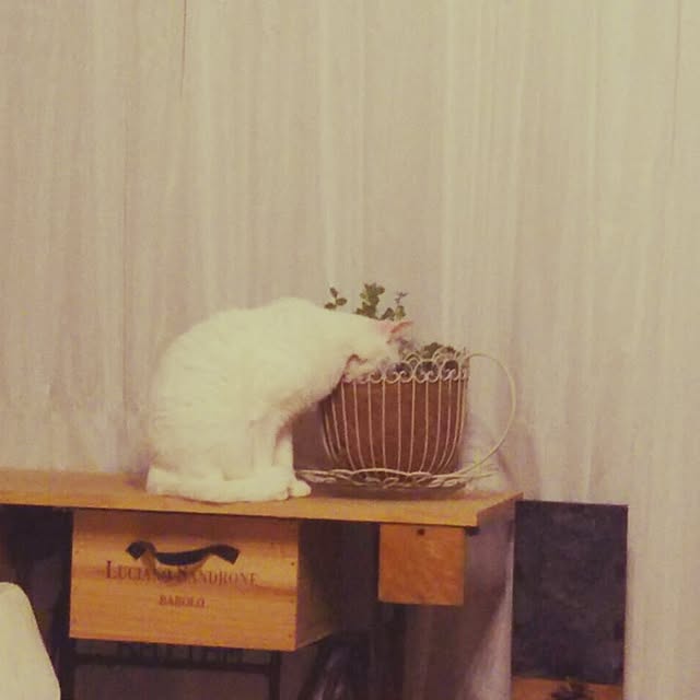 Miechamさんの実例写真