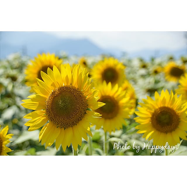Happydaysさんの実例写真