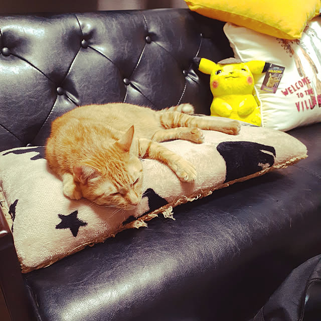 chisaviさんの実例写真
