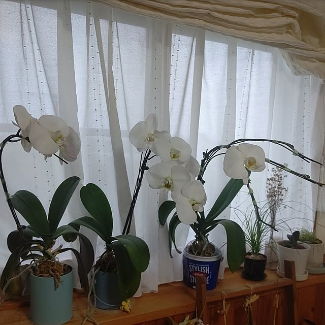 marronさんの実例写真