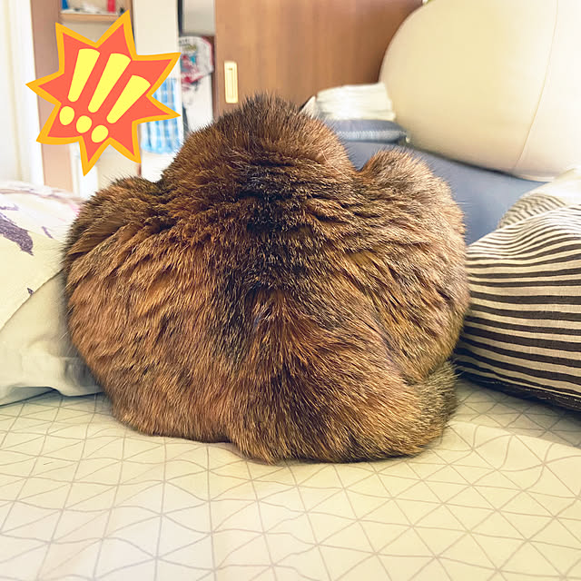 hansho.sさんの実例写真