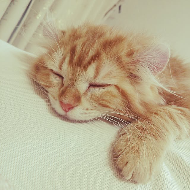 cansamさんの実例写真