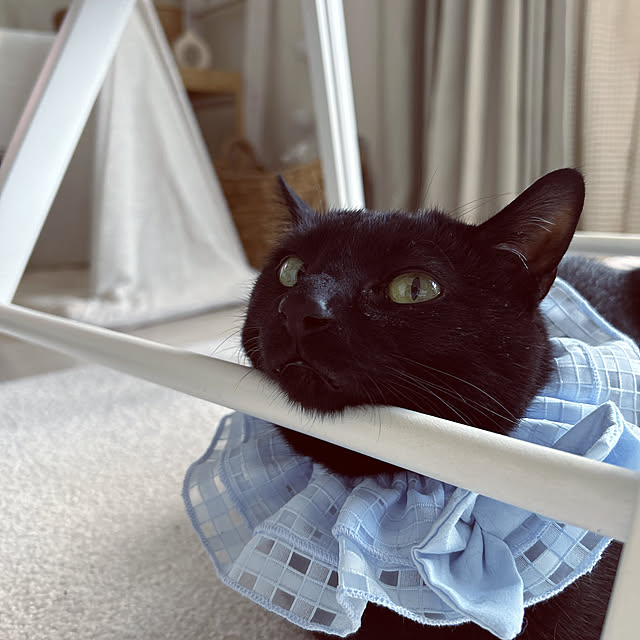 nekomiさんの部屋