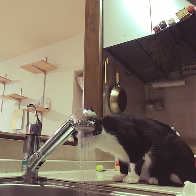 nekoさんの実例写真