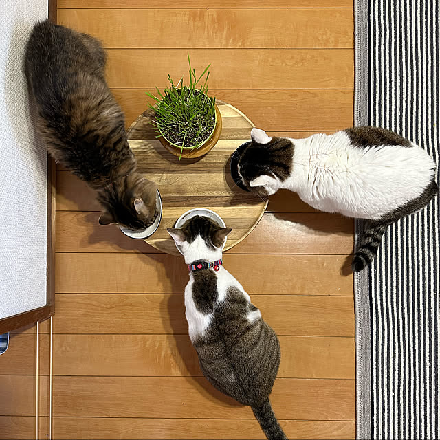 kojiさんの実例写真