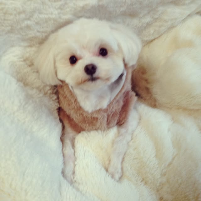 Miさんの実例写真