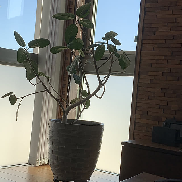 snowさんの実例写真