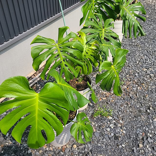 Rubiconさんの部屋