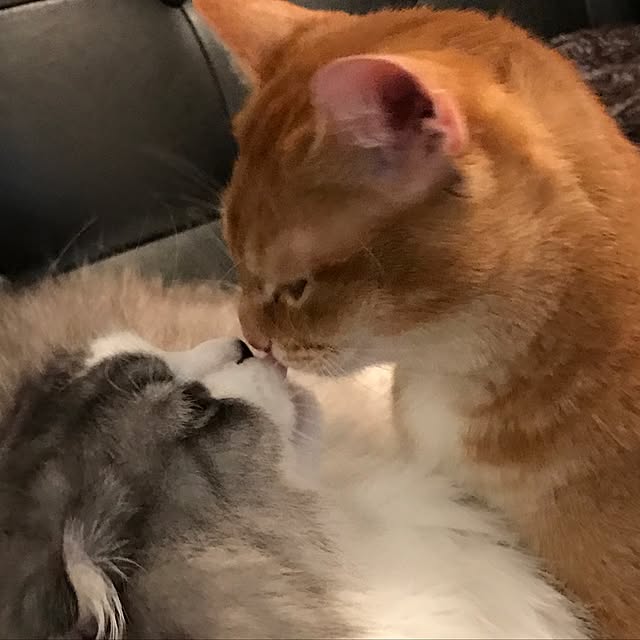 amo69xxさんの実例写真