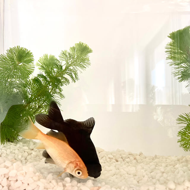 maki_papercraftさんの部屋