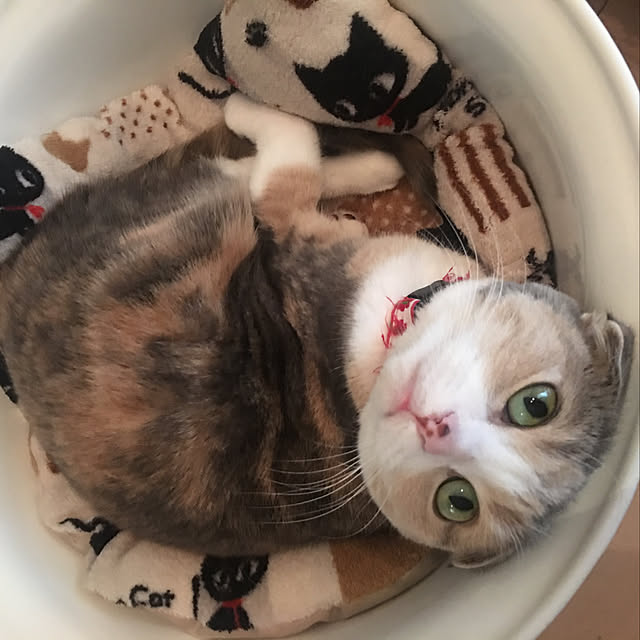 Mari-aさんの実例写真