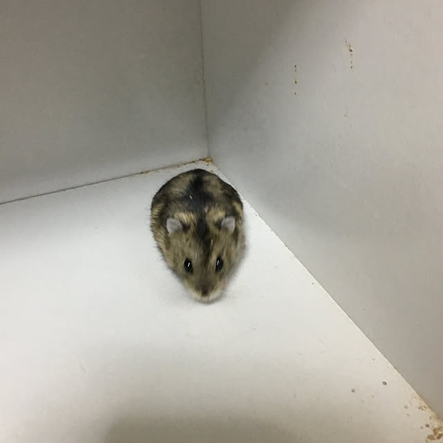 Shoさんの実例写真