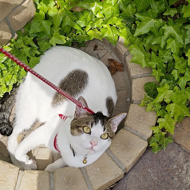 eriponさんの実例写真
