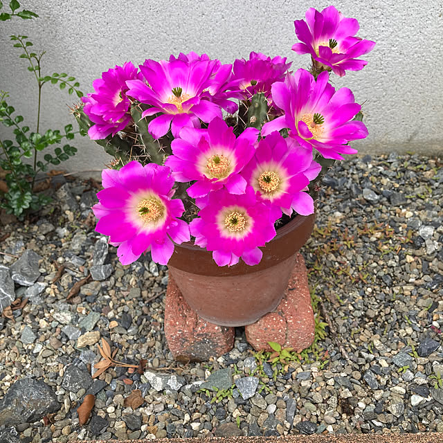 uraraさんの実例写真