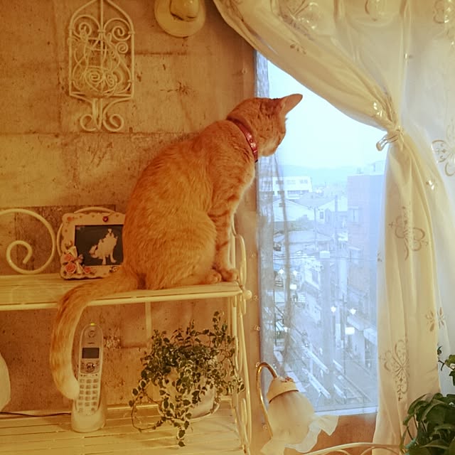 fu-ka24さんの実例写真