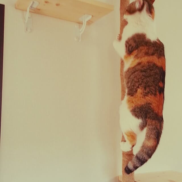 shizurockさんの実例写真