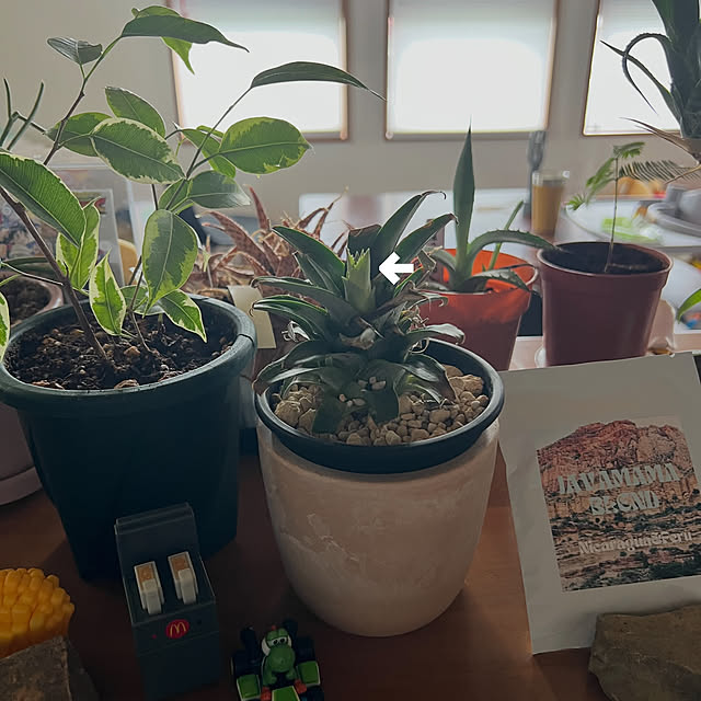 pokowheeさんの部屋