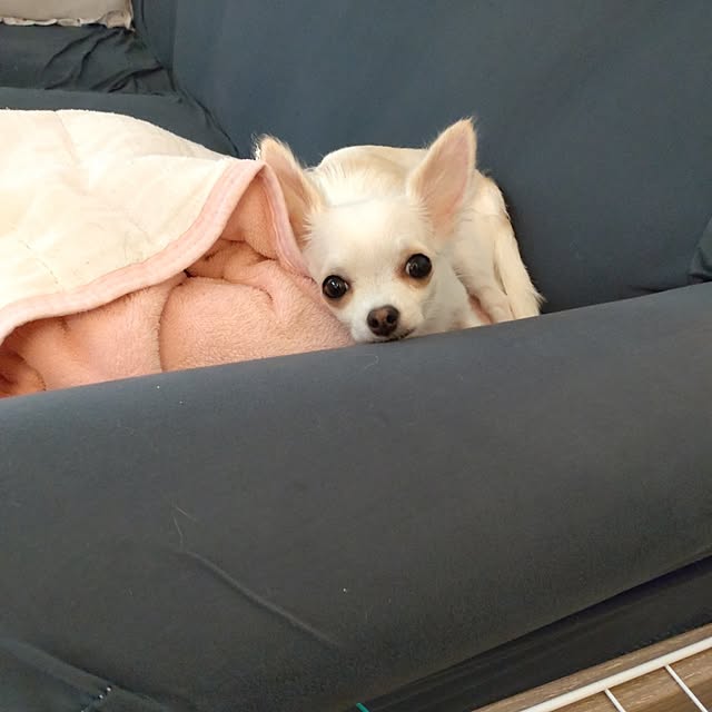Bienvenueさんの部屋