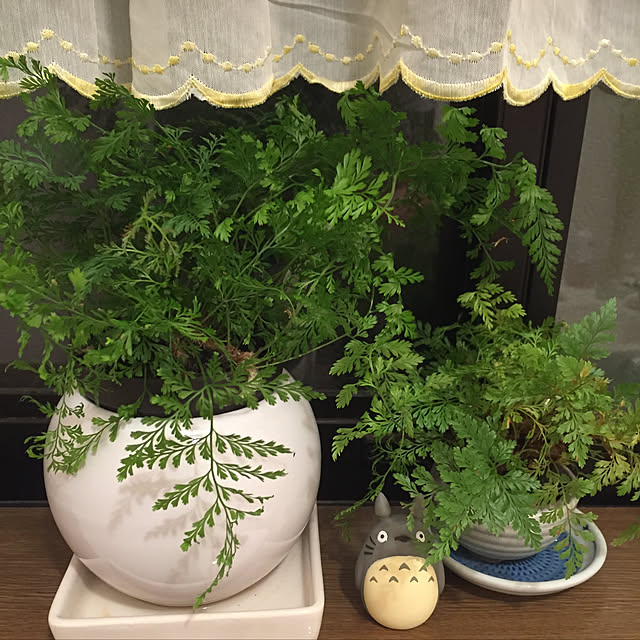 バス/トイレ/観葉植物/ガーデニングのインテリア実例 - 2018-09-03 10:02:32