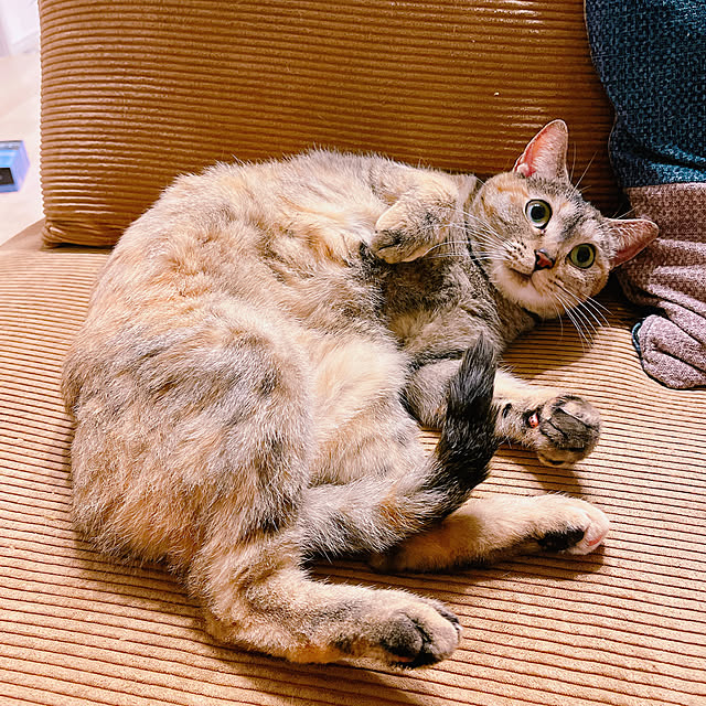 cocoさんの部屋