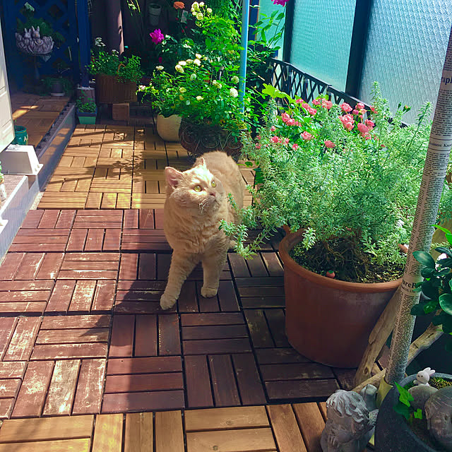 naokoさんの実例写真