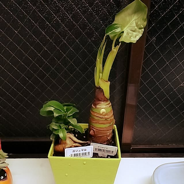 shugoさんの実例写真