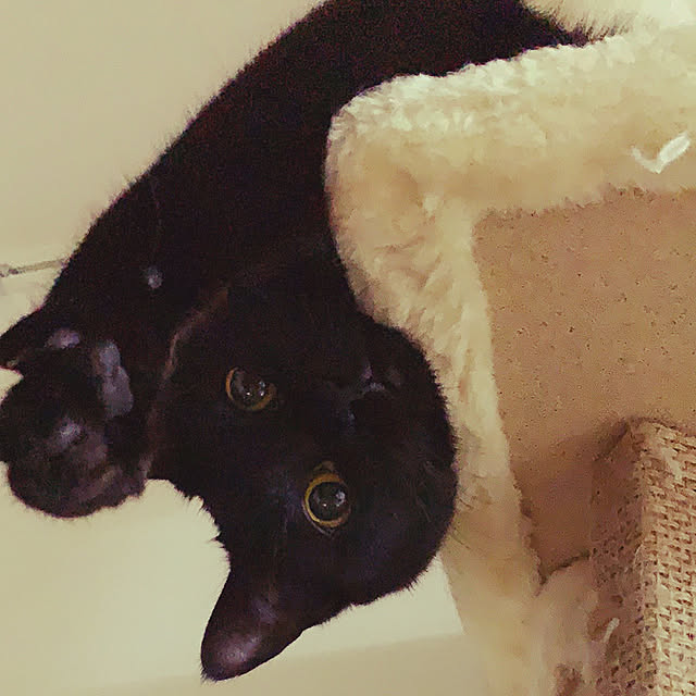 Asakiさんの実例写真