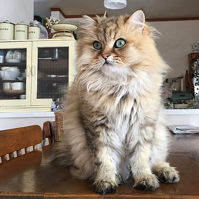 teddyさんの実例写真