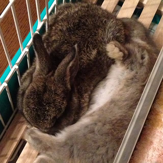 fuuさんの実例写真