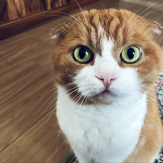 nekosikaさんの実例写真