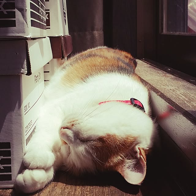 lecielさんの実例写真