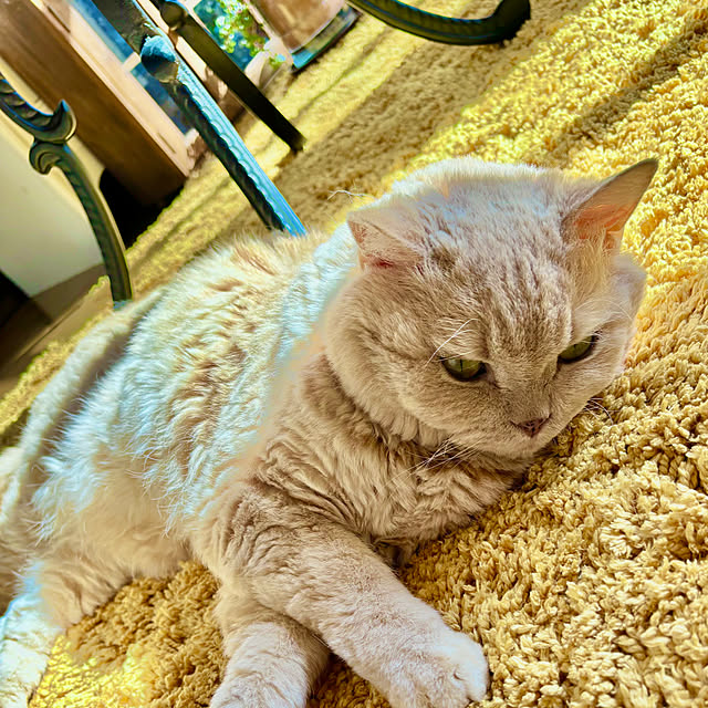 naokoさんの実例写真