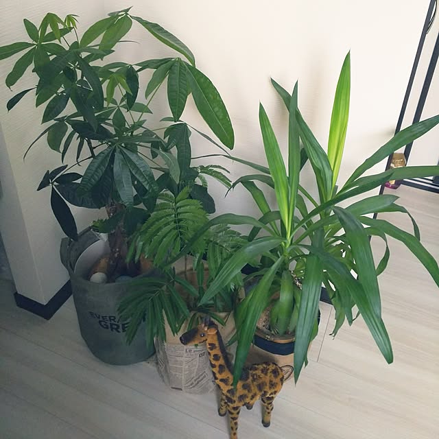 kojikojiさんの実例写真