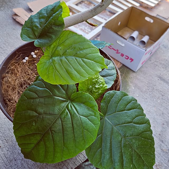 mocomocoさんの部屋