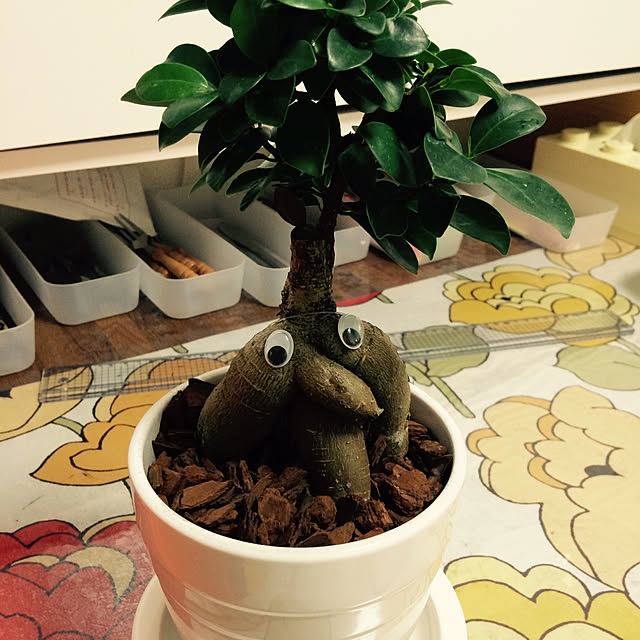 petty_betty_mushroomさんの実例写真
