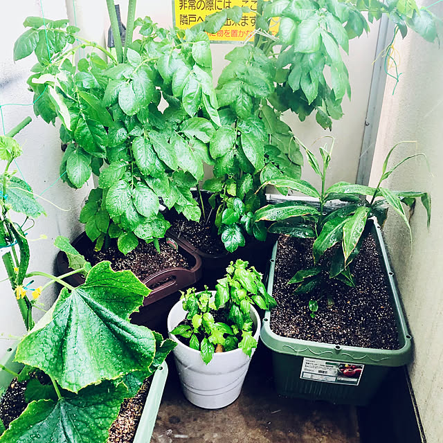 hanachanさんの部屋