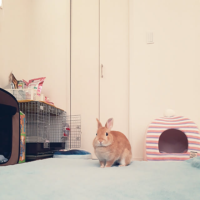 aiさんの実例写真