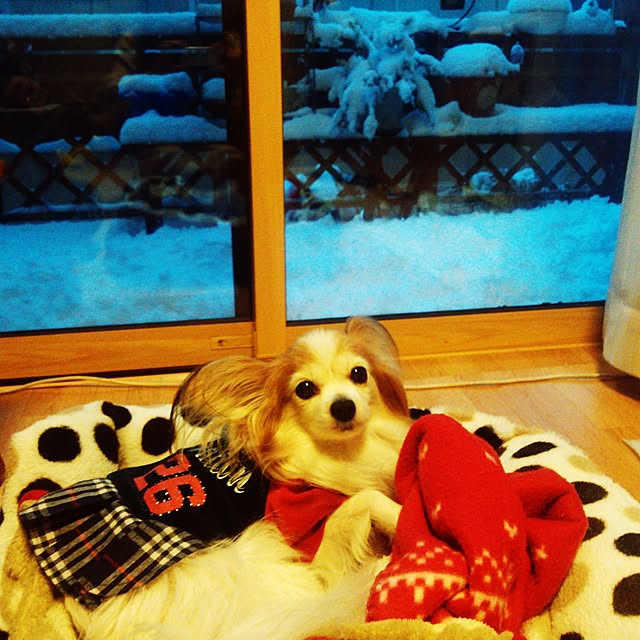 実例写真