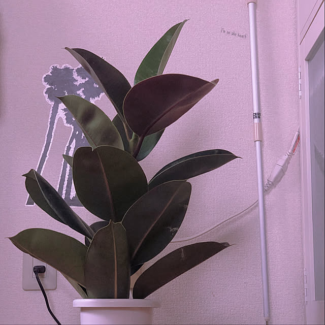 一人暮らし/DIY/観葉植物/リビングのインテリア実例 - 2020-05-20 08:43:57