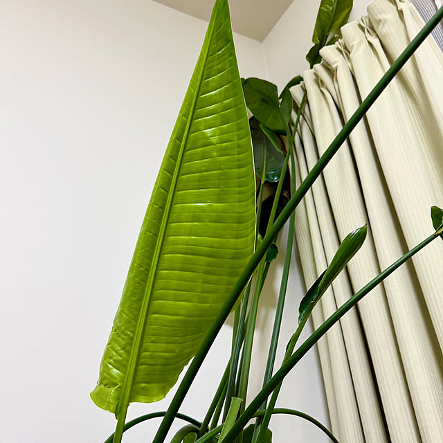 sakura-51さんの部屋