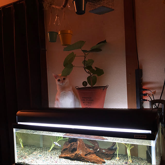 実例写真