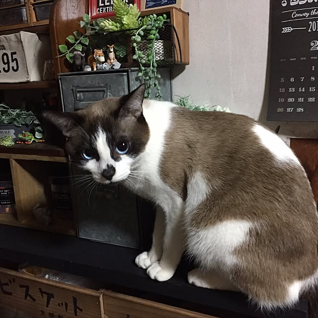 vivienne.coco-keiさんの実例写真