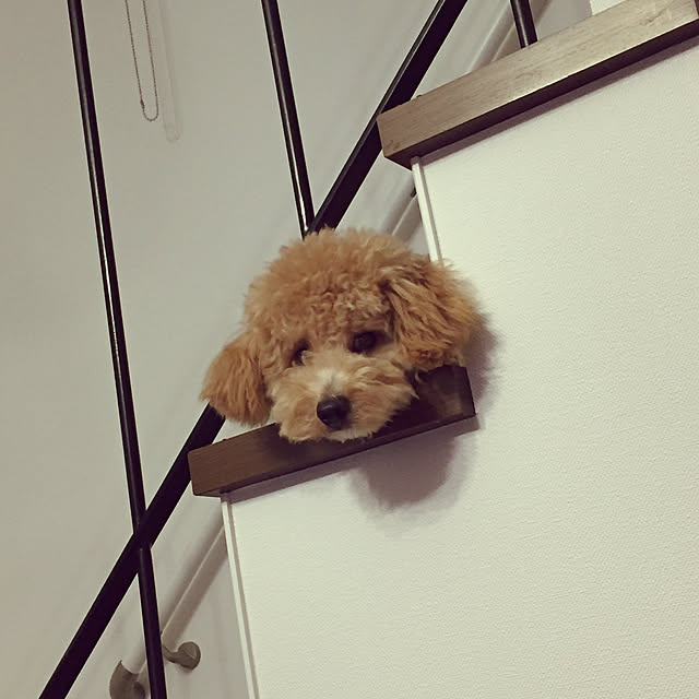 odennさんの実例写真
