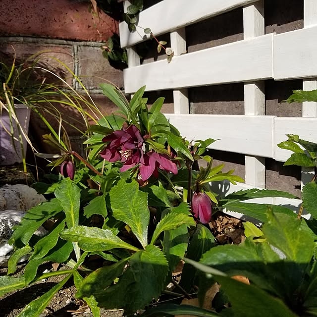 midoriさんの部屋