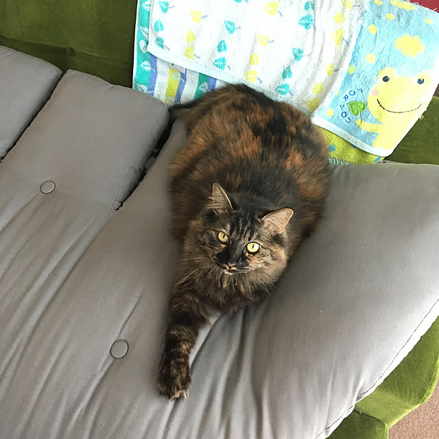 mikomaruさんの実例写真