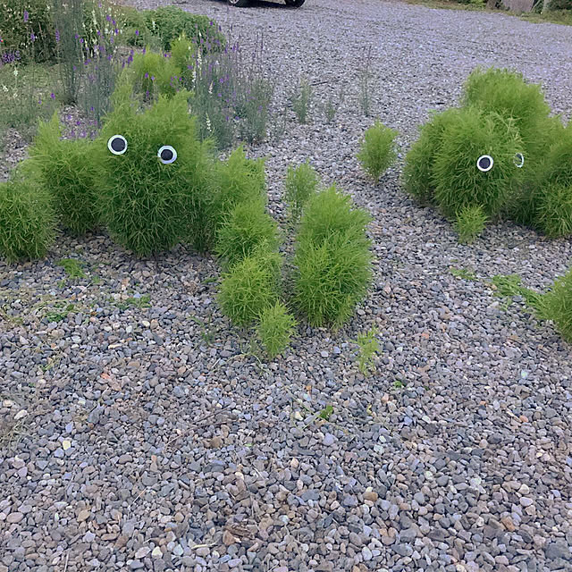 TOROさんの実例写真