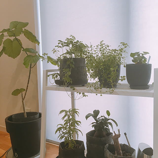 mintさんの実例写真