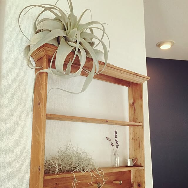 棚/植物/キセログラフィカのインテリア実例 - 2014-10-06 12:42:49